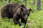 KA_160624_311 / Ursus arctos / Brunbjørn