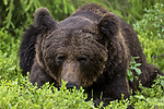KA_160624_320 / Ursus arctos / Brunbjørn