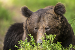 KA_160624_347 / Ursus arctos / Brunbjørn