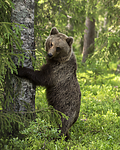 KA_160624_349 / Ursus arctos / Brunbjørn