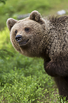 KA_160624_353 / Ursus arctos / Brunbjørn