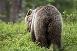 KA_160624_359 / Ursus arctos / Brunbjørn