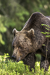 KA_160624_380 / Ursus arctos / Brunbjørn