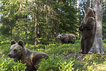 KA_160624_443 / Ursus arctos / Brunbjørn