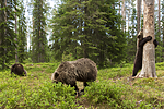 KA_160624_493 / Ursus arctos / Brunbjørn
