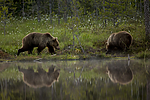 KA_160624_50 / Ursus arctos / Brunbjørn