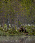 KA_160624_86 / Ursus arctos / Brunbjørn