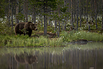 KA_160624_92 / Ursus arctos / Brunbjørn