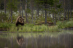 KA_160624_94 / Ursus arctos / Brunbjørn