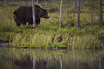 KA_160625_120 / Ursus arctos / Brunbjørn