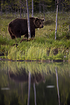 KA_160625_128 / Ursus arctos / Brunbjørn