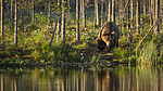 KA_160625_14 / Ursus arctos / Brunbjørn