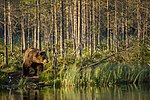 KA_160625_15 / Ursus arctos / Brunbjørn