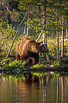 KA_160625_23 / Ursus arctos / Brunbjørn
