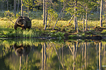 KA_160625_44 / Ursus arctos / Brunbjørn