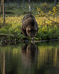 KA_160625_81 / Ursus arctos / Brunbjørn