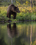KA_160625_90 / Ursus arctos / Brunbjørn