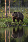 KA_160625_97 / Ursus arctos / Brunbjørn