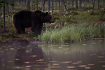 KA_160626_144 / Ursus arctos / Brunbjørn