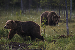 KA_160626_15 / Ursus arctos / Brunbjørn
