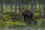 KA_160626_2 / Ursus arctos / Brunbjørn
