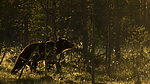 KA_160626_207 / Ursus arctos / Brunbjørn