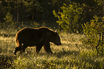 KA_160626_210 / Ursus arctos / Brunbjørn