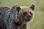 KA_160626_226 / Ursus arctos / Brunbjørn