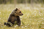 KA_160626_227 / Ursus arctos / Brunbjørn