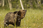 KA_160626_236 / Ursus arctos / Brunbjørn