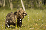 KA_160626_239 / Ursus arctos / Brunbjørn