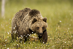 KA_160626_260 / Ursus arctos / Brunbjørn