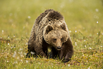 KA_160626_261 / Ursus arctos / Brunbjørn