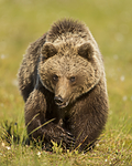 KA_160626_263 / Ursus arctos / Brunbjørn