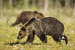 KA_160626_300 / Ursus arctos / Brunbjørn