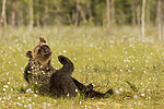 KA_160626_309 / Ursus arctos / Brunbjørn