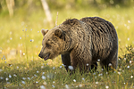 KA_160626_360 / Ursus arctos / Brunbjørn