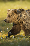 KA_160626_365 / Ursus arctos / Brunbjørn