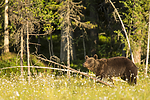 KA_160626_394 / Ursus arctos / Brunbjørn