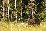 KA_160626_395 / Ursus arctos / Brunbjørn