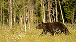 KA_160626_399 / Ursus arctos / Brunbjørn