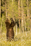 KA_160626_496 / Ursus arctos / Brunbjørn