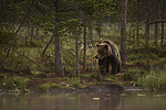KA_160626_52 / Ursus arctos / Brunbjørn