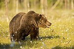 KA_160626_538 / Ursus arctos / Brunbjørn