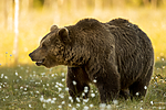 KA_160626_543 / Ursus arctos / Brunbjørn