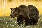 KA_160626_545 / Ursus arctos / Brunbjørn