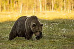 KA_160626_547 / Ursus arctos / Brunbjørn