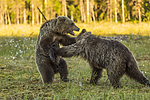 KA_160626_564 / Ursus arctos / Brunbjørn