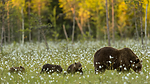 KA_160626_598 / Ursus arctos / Brunbjørn