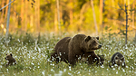KA_160626_605 / Ursus arctos / Brunbjørn